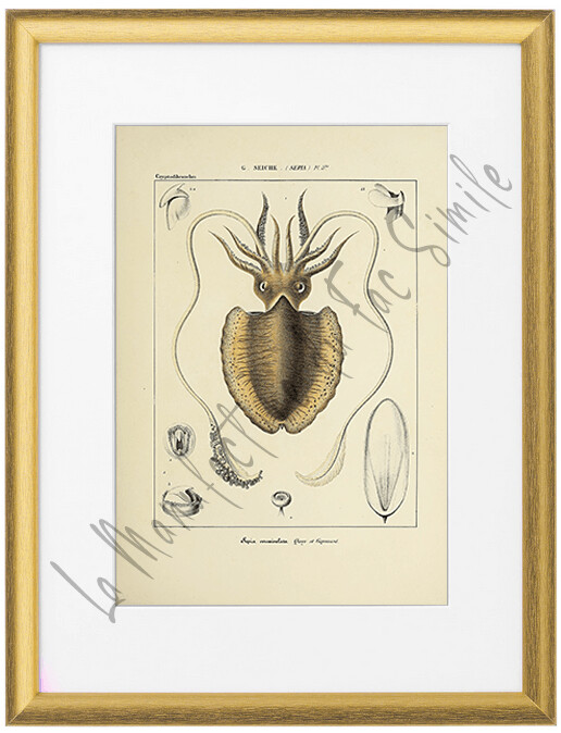 SEPIA VERNICULATA