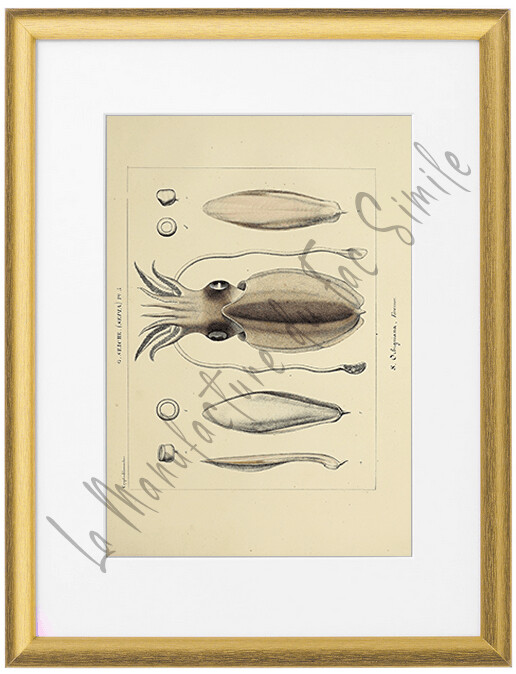 SEPIA ORBIGNIANA