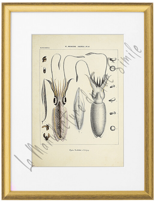 SEPIA BERTHELOTI