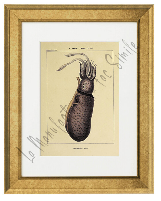 SEPIA MANNUILATA