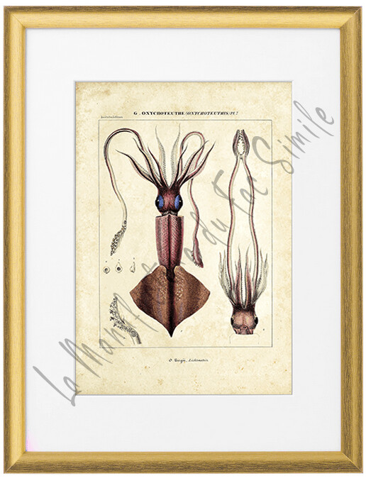 ONYCHOTEUTHIS BERGII