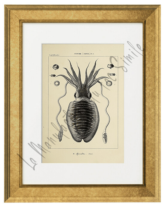 SEPIA OFFICINALIA