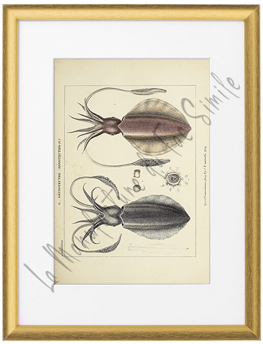 SEPIA MAURITIANA