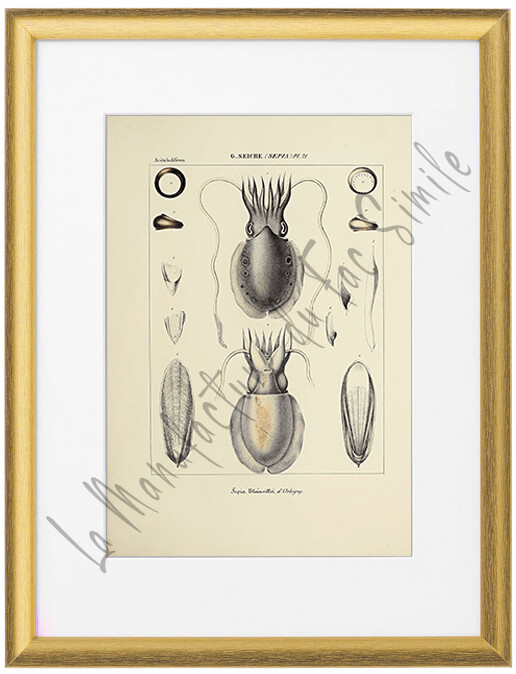 SEPIA BLAINVILLEI