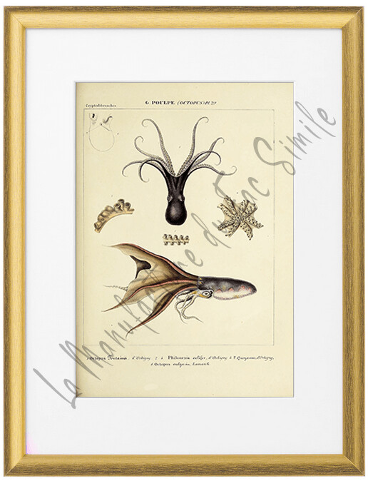 OCTOPUS VULGARIA LAMARCK