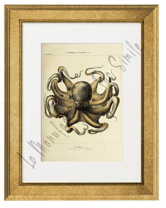 OCTOPUS VULGARIA