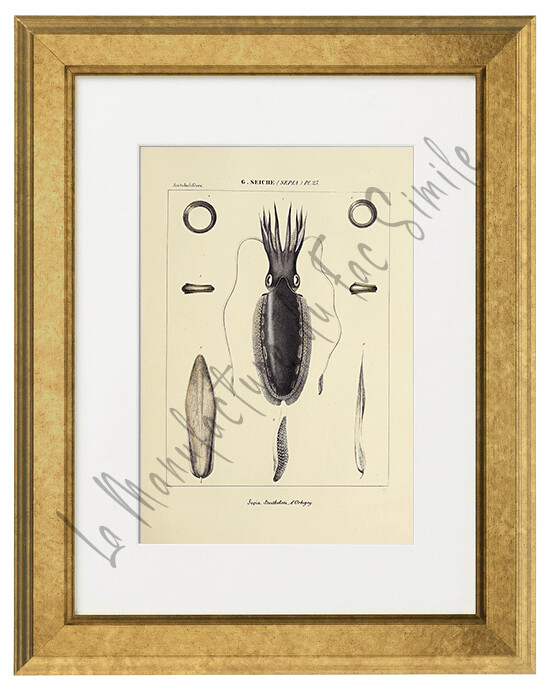 SEPIA BERTHELOTI