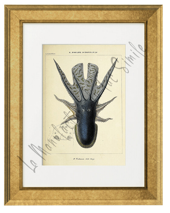 OCTOPUS VIOLACEUS