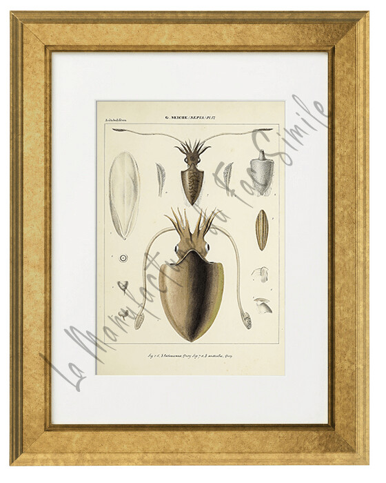SEPIA LATINUANUS