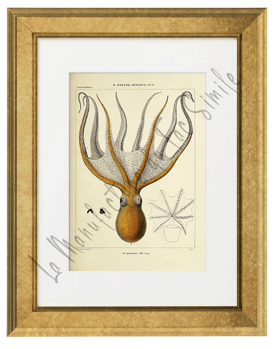 OCTOPUS TETRACIRRHUA