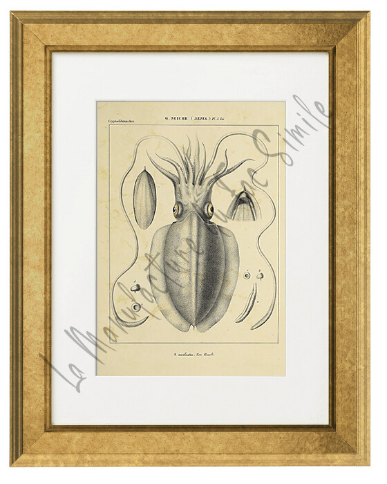 SEPIA ACULEATA