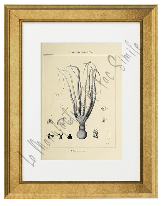 OCTOPUS CUVIERII