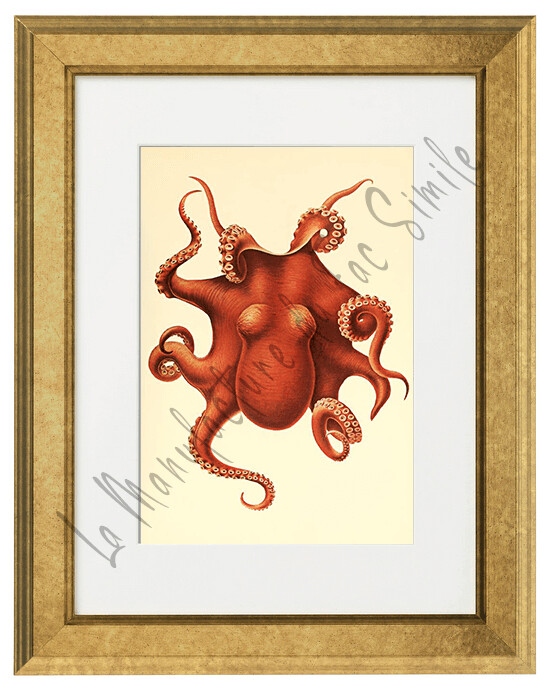 CEPHALOPODE RED
