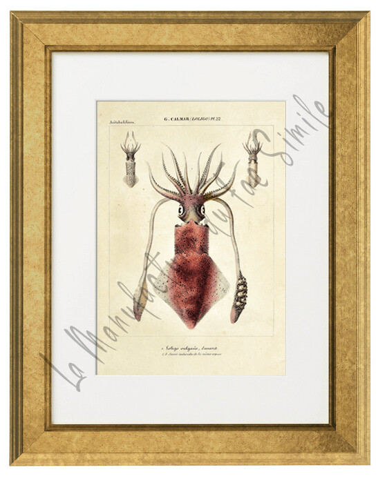 CALAMAR LOLIGO VULGARIS