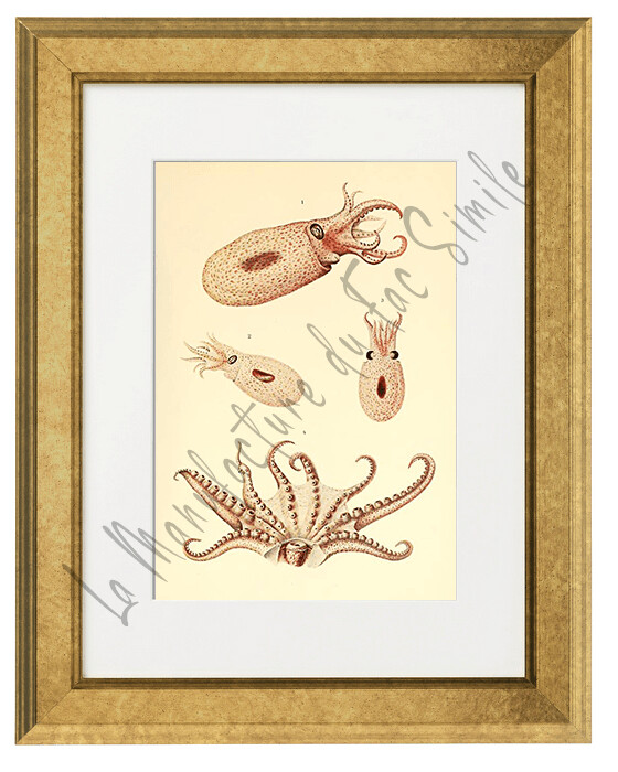 CEPHALOPODE PINK