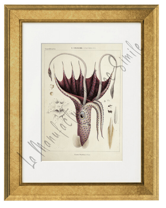 CEPHALOPODE CRANCHIA