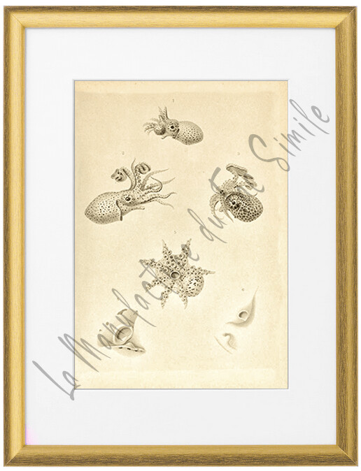 CEPHALOPODE MINI