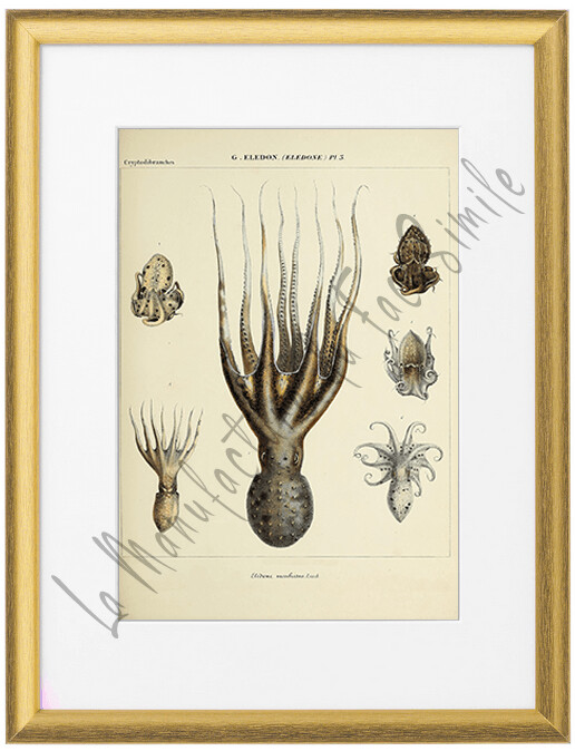 ELEDONE MOSCHATUS