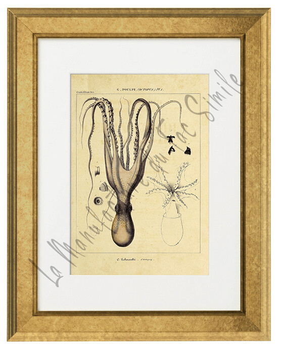 OCTOPUS LECHENXUS