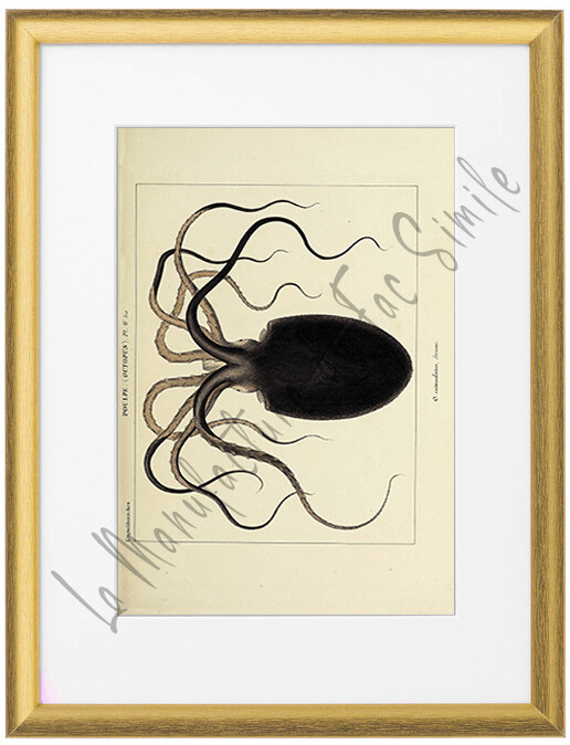 OCTOPUS CATENULATUS