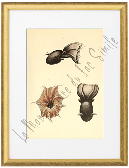 CEPHALOPODE BLACK