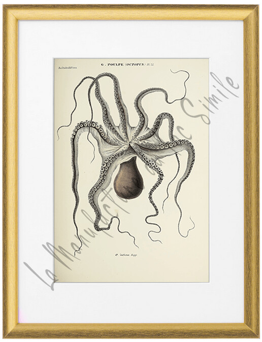 OCTOPUS INDICUS