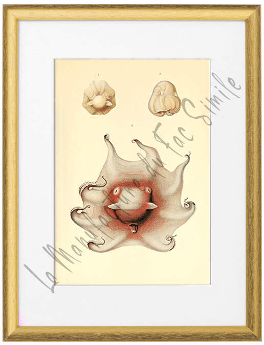 CEPHALOPODE PINKY