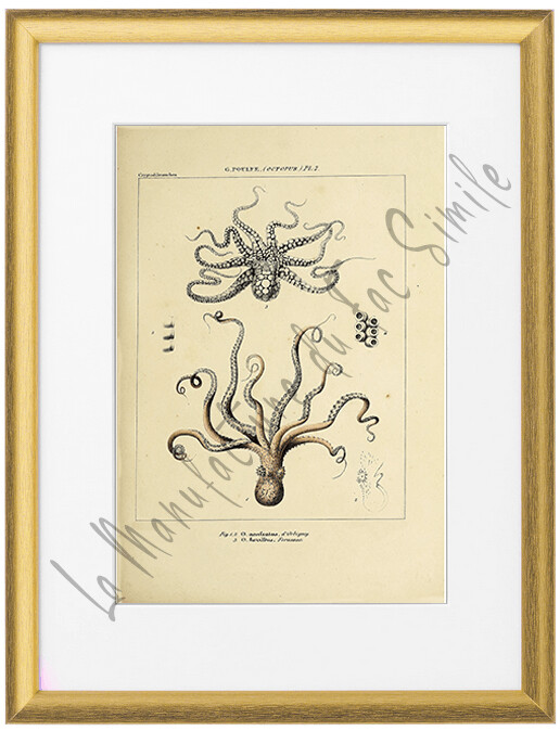 OCTOPUS ACULEATUS HORRIDUS