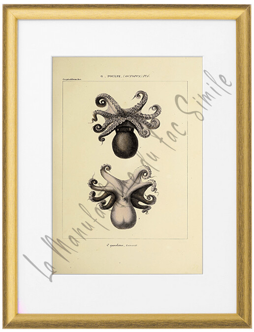 OCTOPUS GRANULATUS
