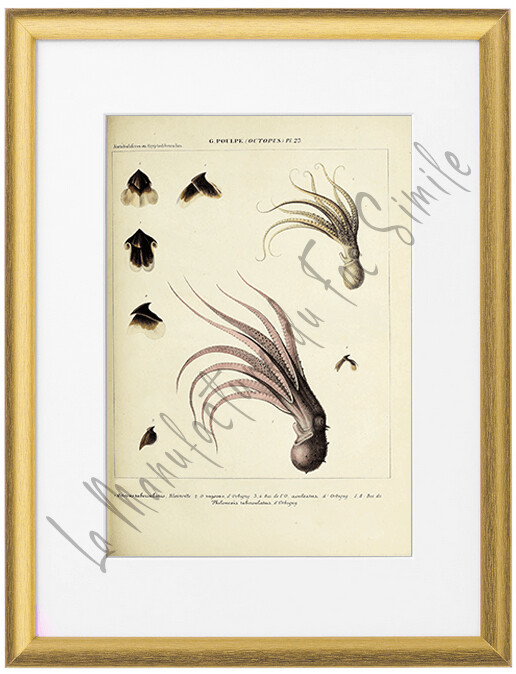 OCTOPUS TUBERCULATUS