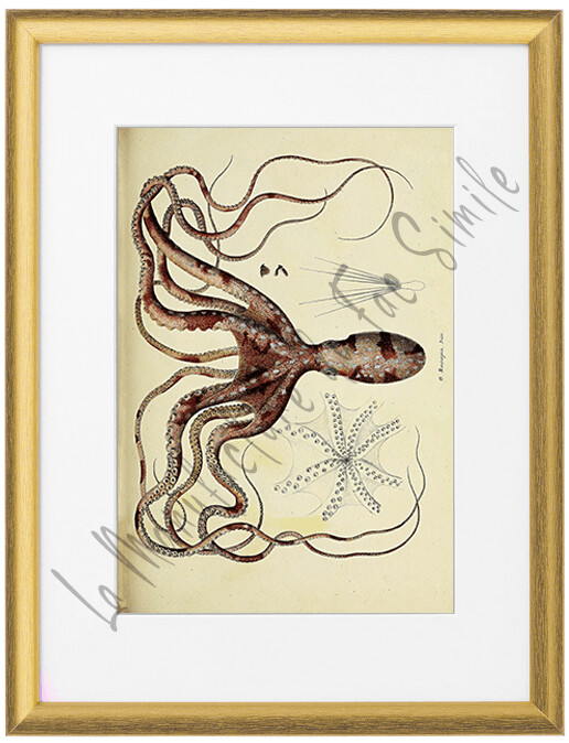 OCTOPUS MACROPUS