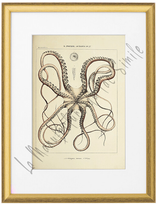 OCTOPUS OCTOPUA CUIVIERI