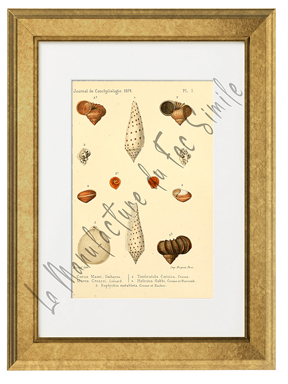 Journal de Conchyliologie 1874-Planche I
