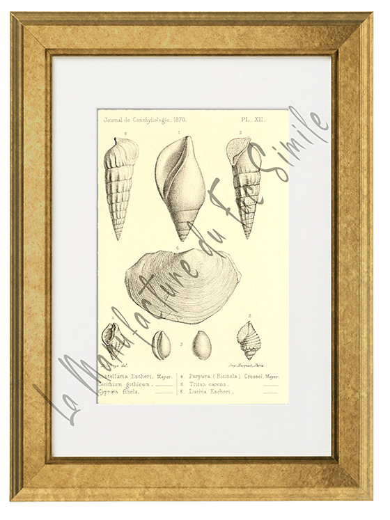 Journal de Conchyliologie 1870-Planche XII