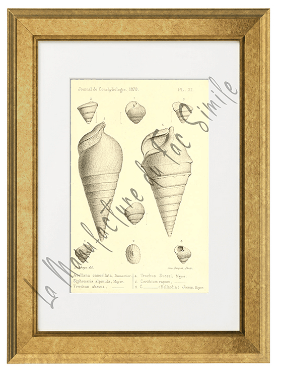 Journal de Conchyliologie 1870-Planche XI