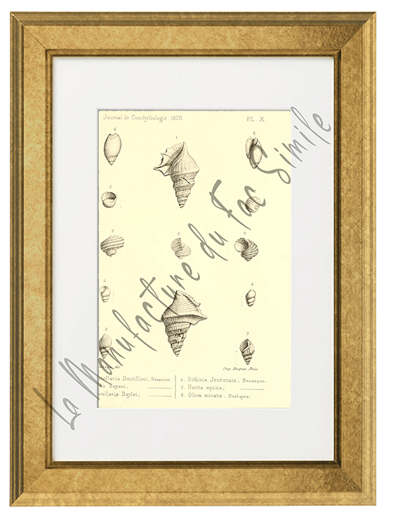 Journal de Conchyliologie 1870-Planche X