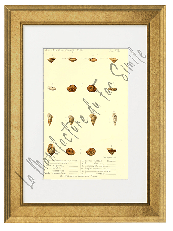 Journal de Conchyliologie 1870-Planche VII