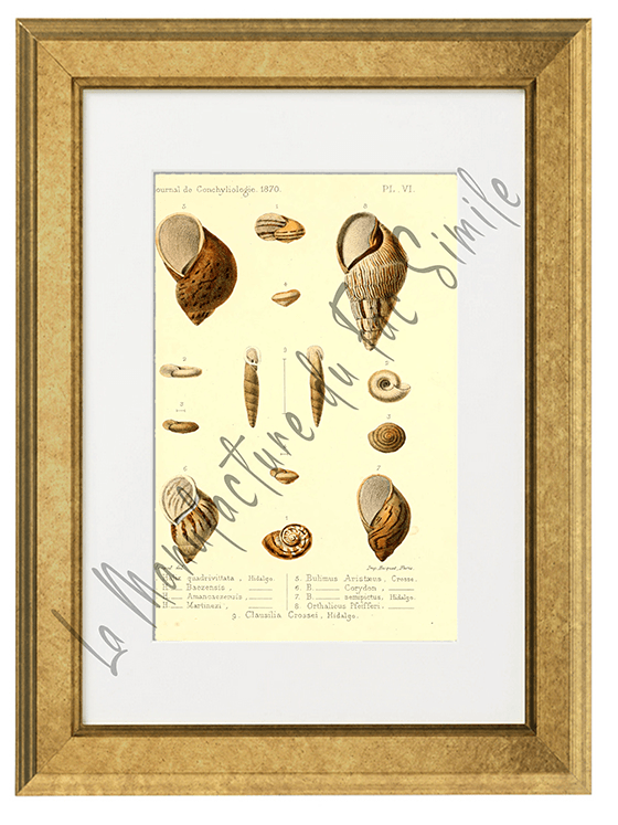 Journal de Conchyliologie 1870-Planche VI