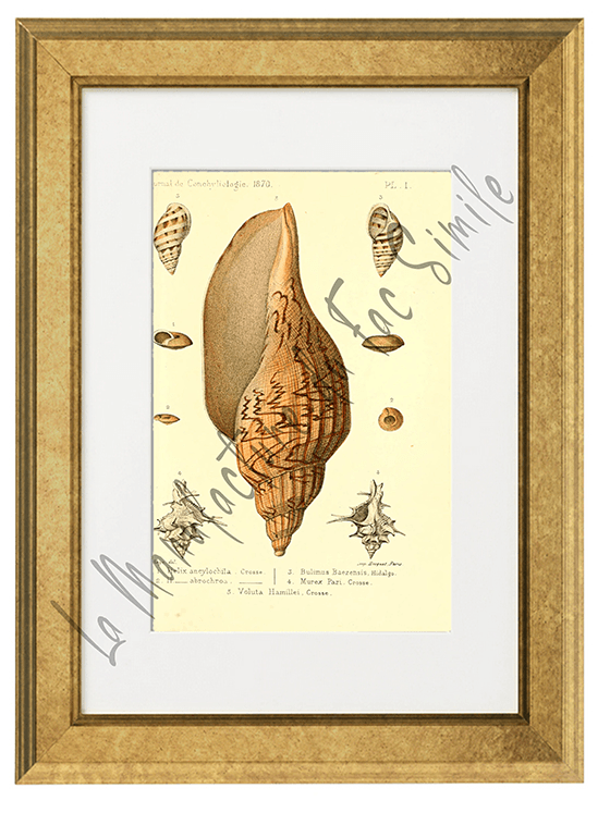 Journal de Conchyliologie 1870-Planche I