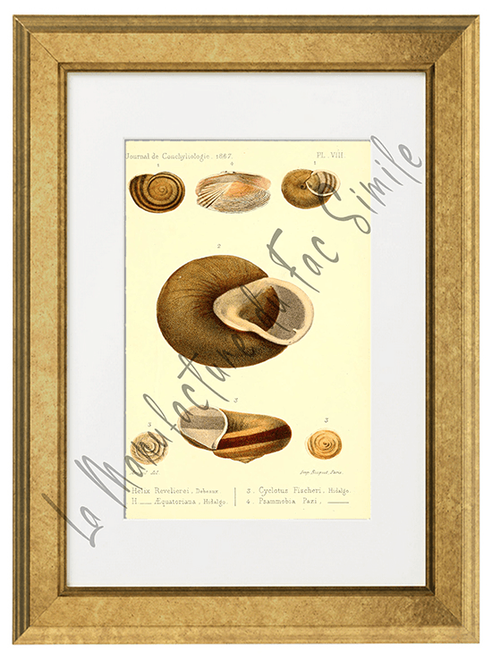 Journal de Conchyliologie 1867-Planche VIII