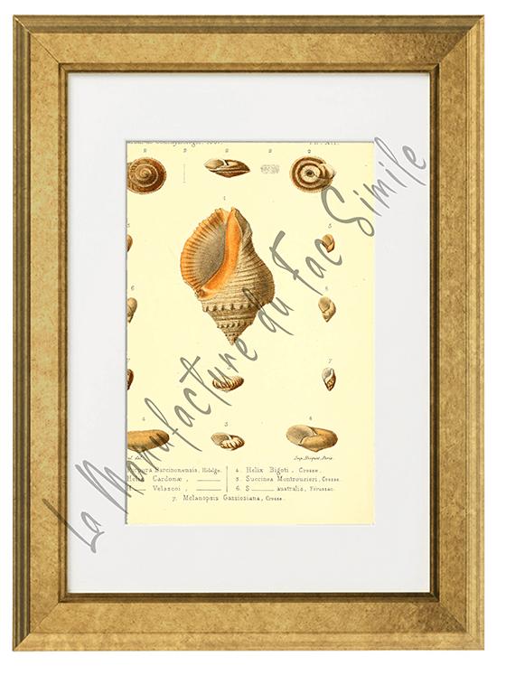 Journal de Conchyliologie 1867-Planche XII