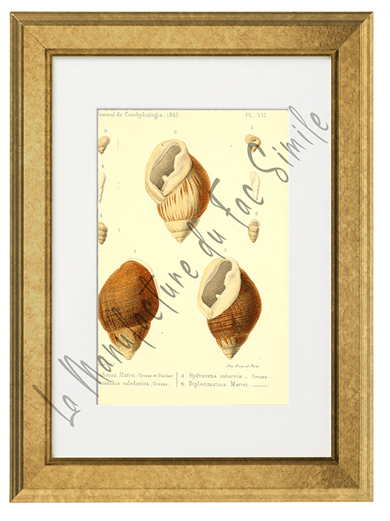 Journal de Conchyliologie 1867-Planche VII
