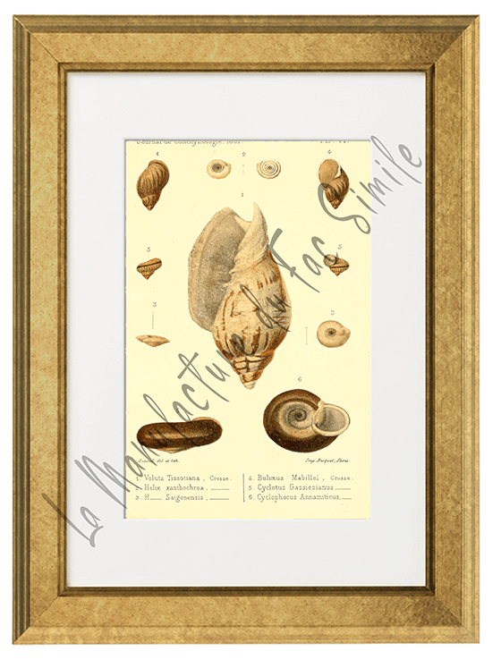 Journal de Conchyliologie 1867-Planche VI