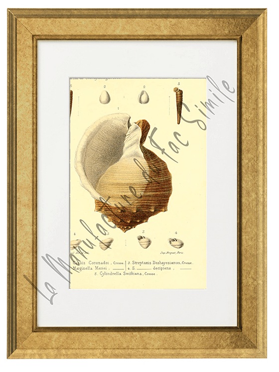 Journal de Conchyliologie 1867-Planche V