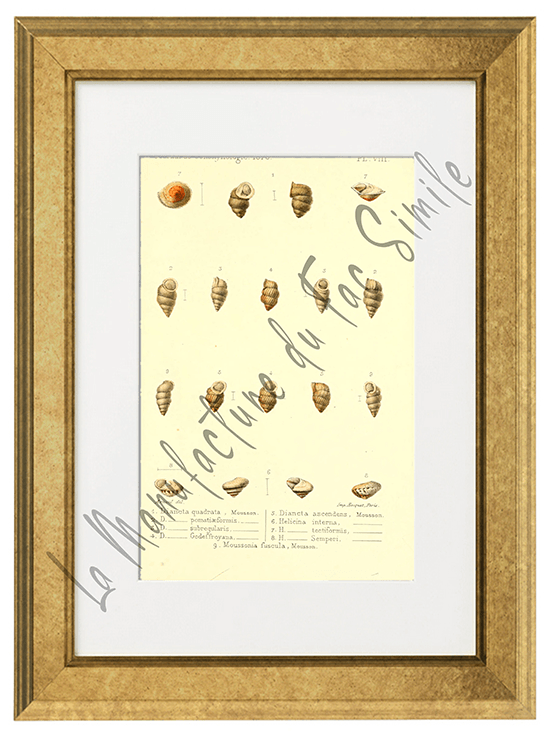 Journal de Conchyliologie 1870-Planche VIII