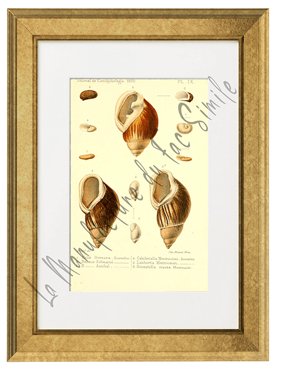 Journal de Conchyliologie 1870-Planche IX