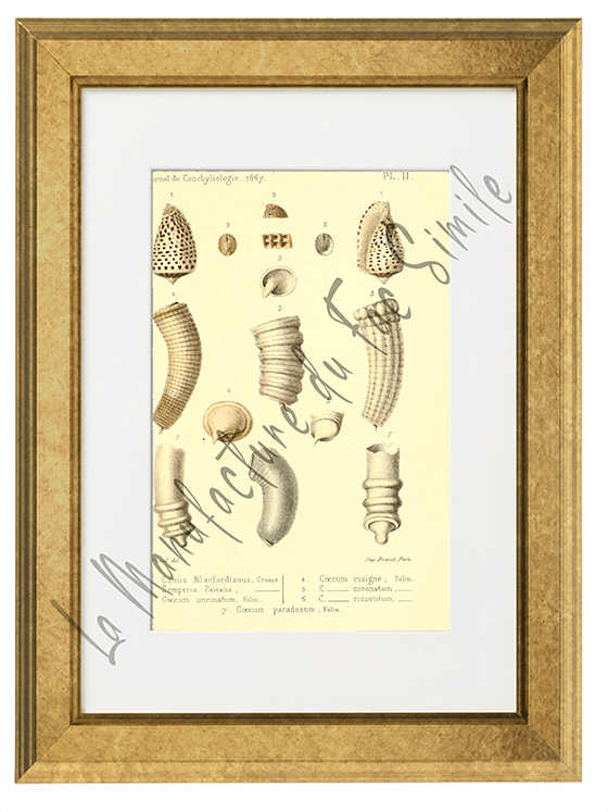 Journal de Conchyliologie 1867-Planche II