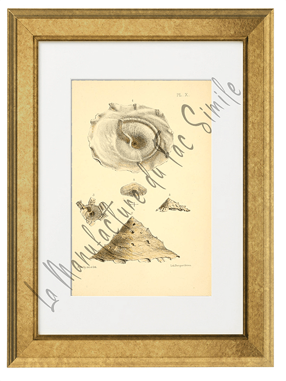 Journal de Conchyliologie 1856 -Planche X