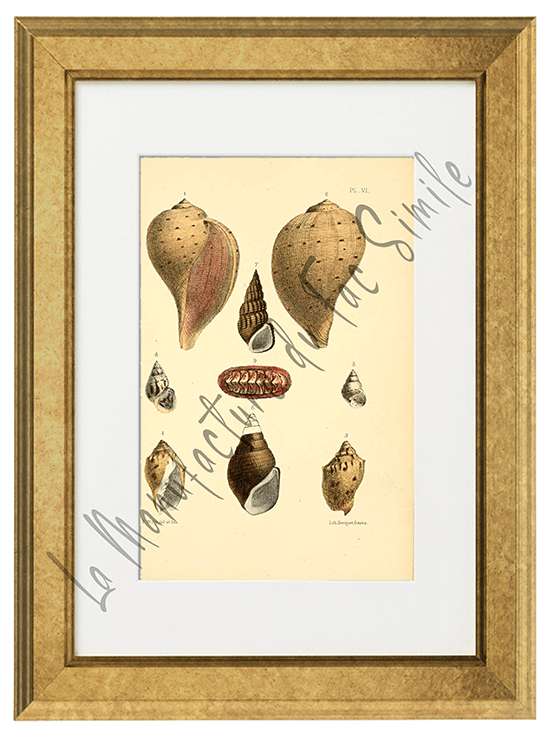 Journal de Conchyliologie 1856 -Planche VI