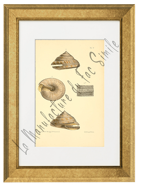 Journal de Conchyliologie 1856 -Planche V